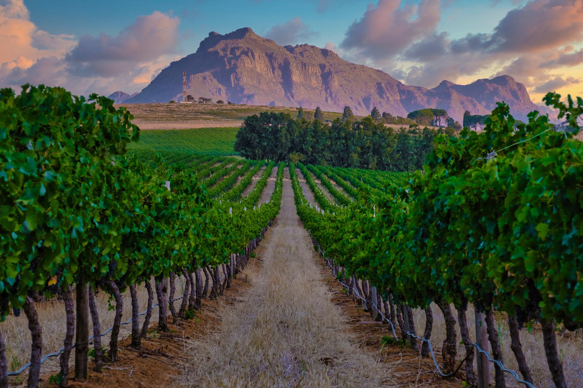 Vineyard landscape at sunset with mountains in Stellenbosch, near Cape Town, South Africa